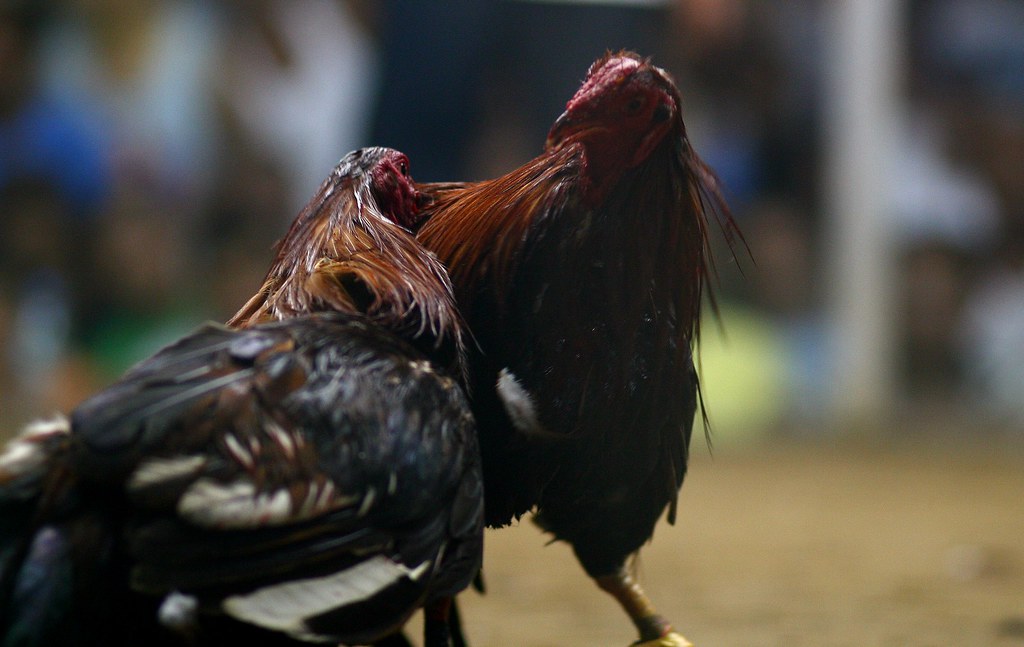 Mengapa Memilih Berjudi Sabung Ayam Online